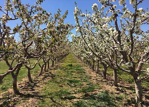 Between XX and XY: Intersexuality and the Myth of Two Sexes