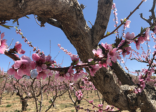 Faith, Madness, and Spontaneous Human Combustion: What Immunology Can Teach Us About Self-Perception Chimera