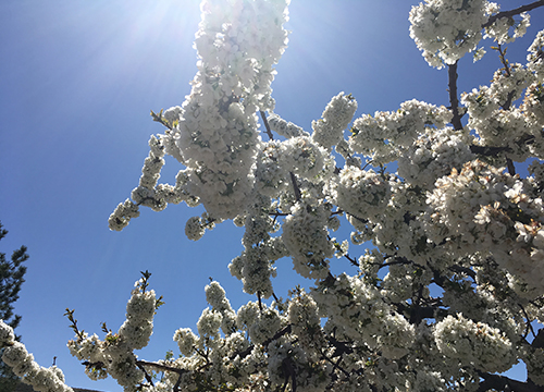 Infection: The Uninvited Universe