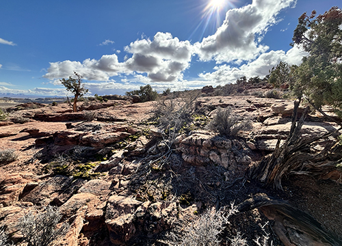 Lousy Sex: Creating Self in an Infectious World