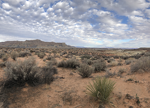 Lousy Sex: Creating Self in an Infectious World