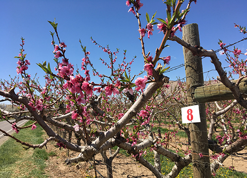 Lousy Sex: Creating Self in an Infectious World